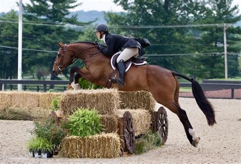Pin By Audrey Hammerstone On Hunter Jumper And Eventing Hunter Jumper