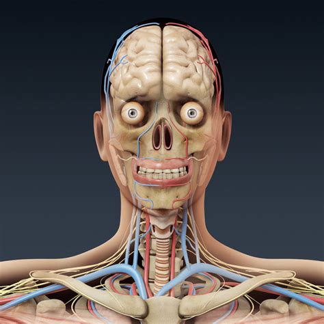 Explore the anatomy systems of the human body! 3ds human female anatomy