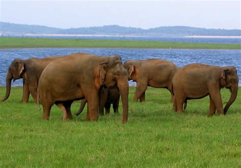 Kaudulla National Park Sri Lanka