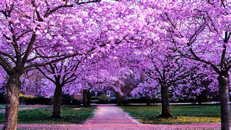 Cherry Blossom Trees 4k Wallpaper Purple Flowers Pathway Park