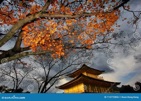 Autumn At Kinkaku Ji The Golden Pavilion In Kyoto Japan Editorial