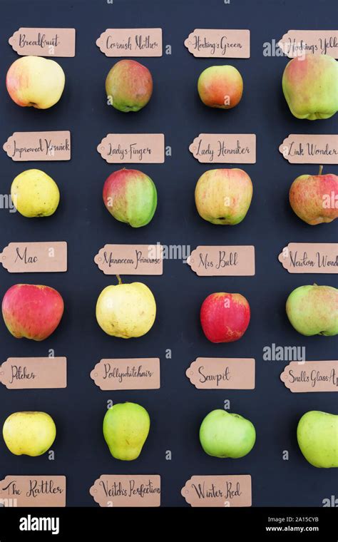 Types Of Apples Chart
