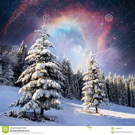 Magical Winter Snow Covered Tree Winter Landscape The Winter Lake Is