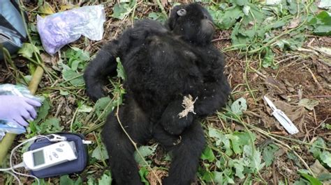 Young Gorilla Trapped In Poachers Snare Saved By Park Rangers In Democratic Republic Of Congo