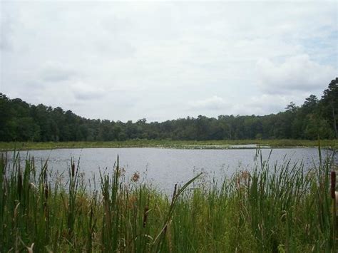 Pocahontas state park has three lakes where you can enjoy a refreshing swim, fish for largemouth bass, explore the waters in a kayak, or simply relax on the beach. Pocahontas State Park (Chesterfield) - 2018 All You Need ...