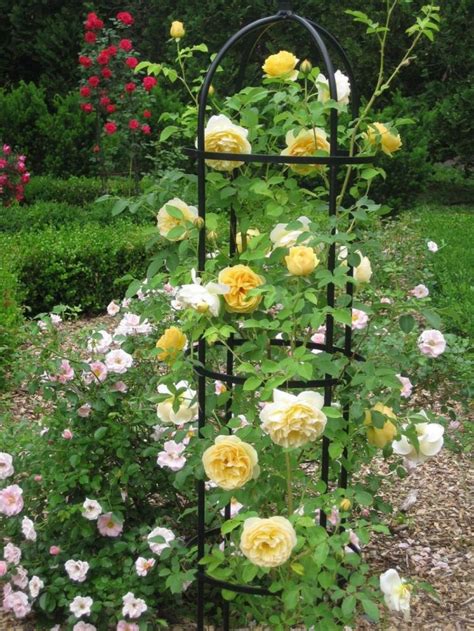 Wonderful Ideas For Fabulous Decorations In The Garden With Climbing