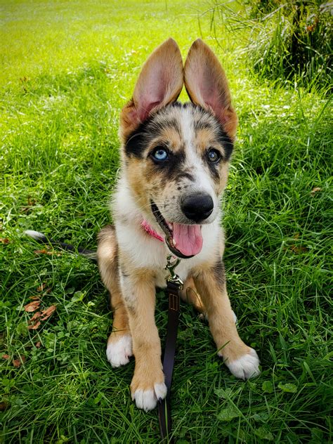 39 German Shepherd And Border Collie Mix Puppies For Sale Image