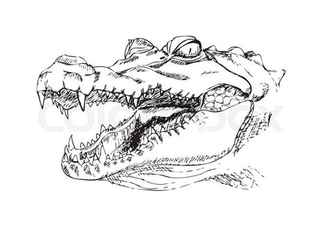 Alligator Head Drawing At Explore Collection Of