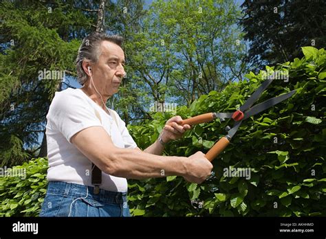 Senior Man Trimming Hedge High Resolution Stock Photography And Images