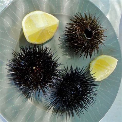 Sea Urchins Fresh From The Aegeansea To The Plate On Travelkalymnos