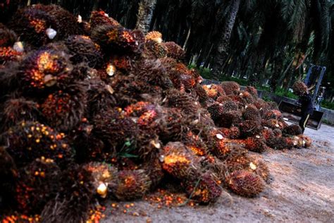 Oil Palm Planters Not Mspo Certified Due To Lack Of Awareness