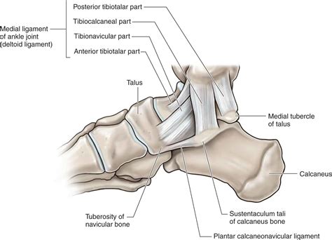Lower Leg Ankle And Foot Musculoskeletal Key
