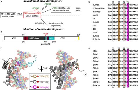 Frontiers Tenuous Transcriptional Threshold Of Human Sex Determination I Sry And Swyer