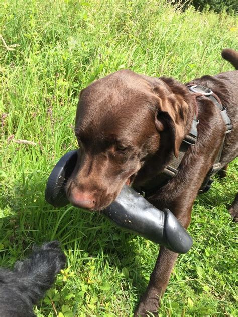 Dog Discovers Giant Sex Toy While On A Walk In The Woods And Fetches It