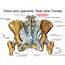 Anatomy Pictures Of Lower Back And Hip  Muscles The