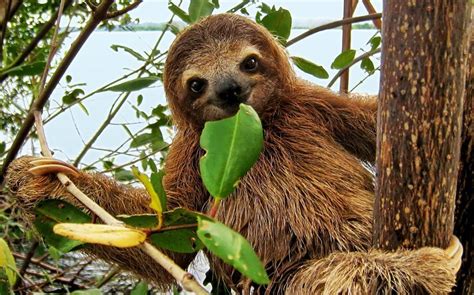 However, viruses have genetic information coded in dna or rna, a characteristic shared by every other living thing. Diversity of Living Things - Meet a Sloth! - Giver on the ...