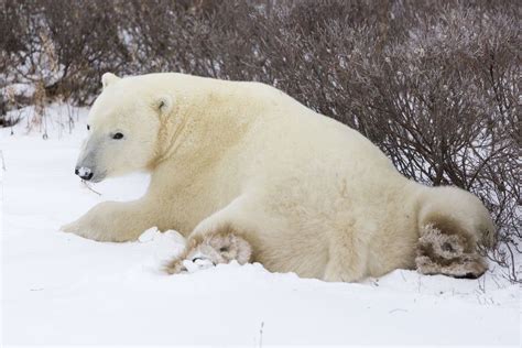 Resting Polar Bear In Churchill Manitoba Canada Photo By Mike