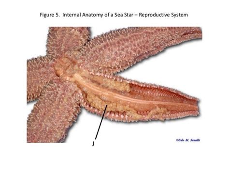 Sea Star Dissection Powerpoint