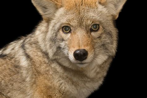 Coyote Animal