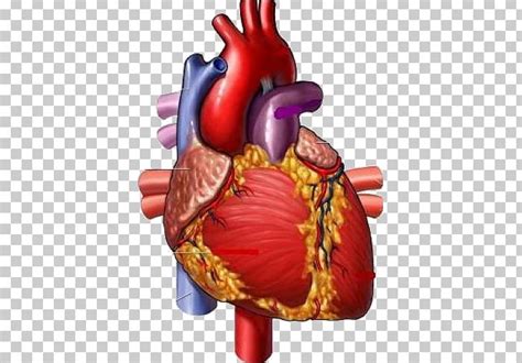 Medicine Heart Medical Illustration Circulatory System Png Clipart