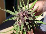 Pictures of Colorado Marijuana Growing Laws