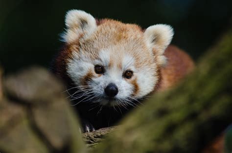 Free Fotobanka Zvěř A Rostlinstvo Savec Fauna červená Panda Kníry