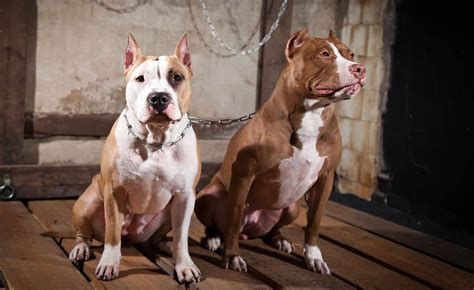 4 Types Of Pitbulls And What Makes Them Different K9 Web