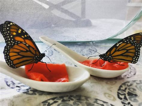 Popravila Sam Slomljeno Krilo Leptira U Sećanje Na Majku