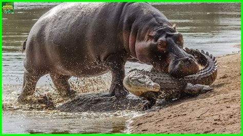 Hippo Vs Crocodile Who Would Win In A Fight Youtube
