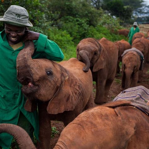 Reportajes Y Fotografías De Elefantes En National Geographic