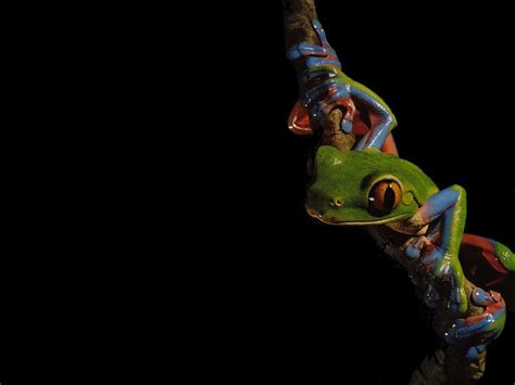 48 Bing Tree Frog Wallpaper