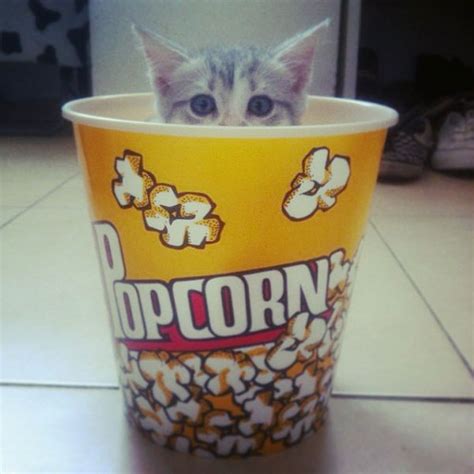 Können Katzen Popcorn Fressen Heading