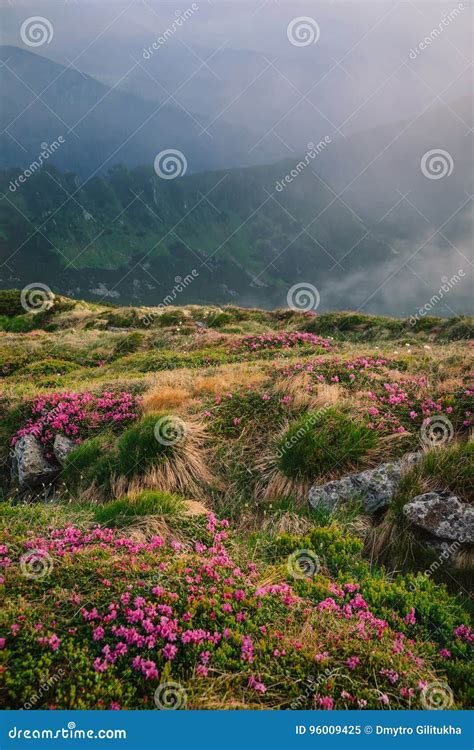 Foggy Mountain Landscape With Blossoming Rhododendron Flowers Stock