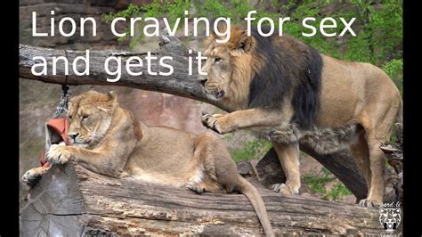 Lion Craving For Sex And Gets It Lions Mating Youtube