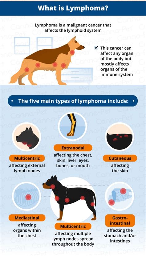 Lymphoma In Dogs Artofit