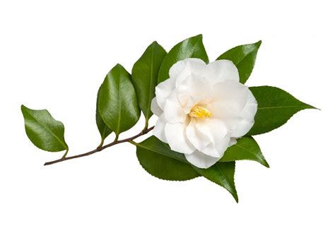 Enjoy the flavor and scent of jeju tea osulloc camellia flower tea. Week 2 | Kotomi's ComAlt Field Study