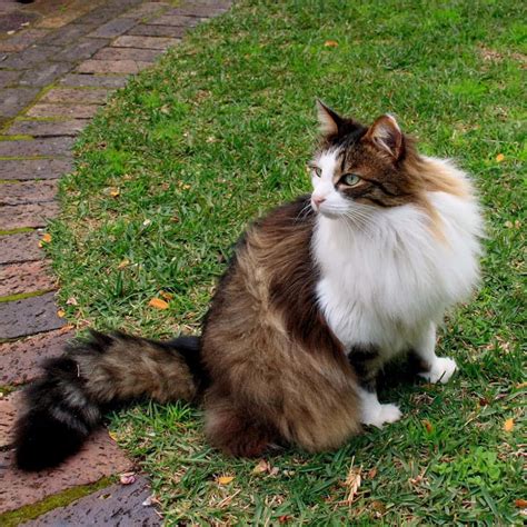 Download Majestic Norwegian Forest Cat Perched Outdoors Wallpaper