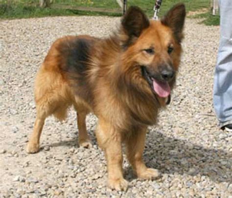 According to the fci, the breed's english language name is german shepherd dog. More German Shepherd Puppies and Dogs that have found new ...
