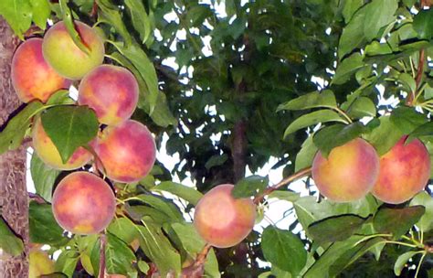 Emesh Mg Peachcot Plum Fruit Tree Variety Anfic