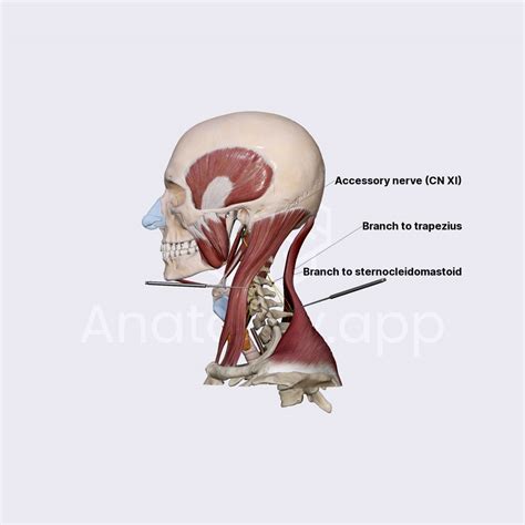 Accessory Nerve Cn Xi Cranial Nerves Head And Neck Anatomyapp