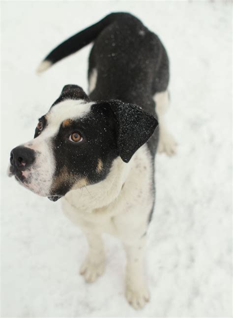 Pepsi King Bernese Mountain Dog Labrador Mix