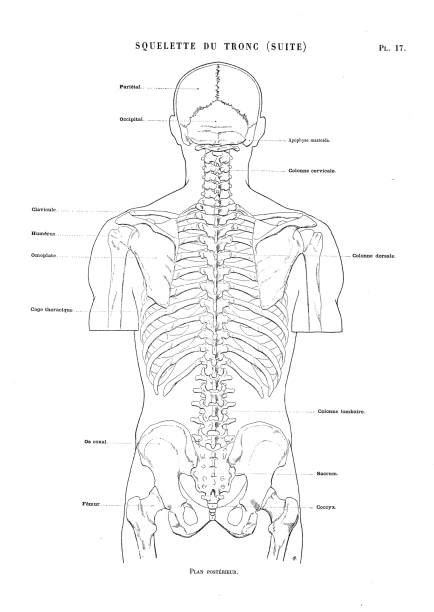 Lower Back Muscles Diagram