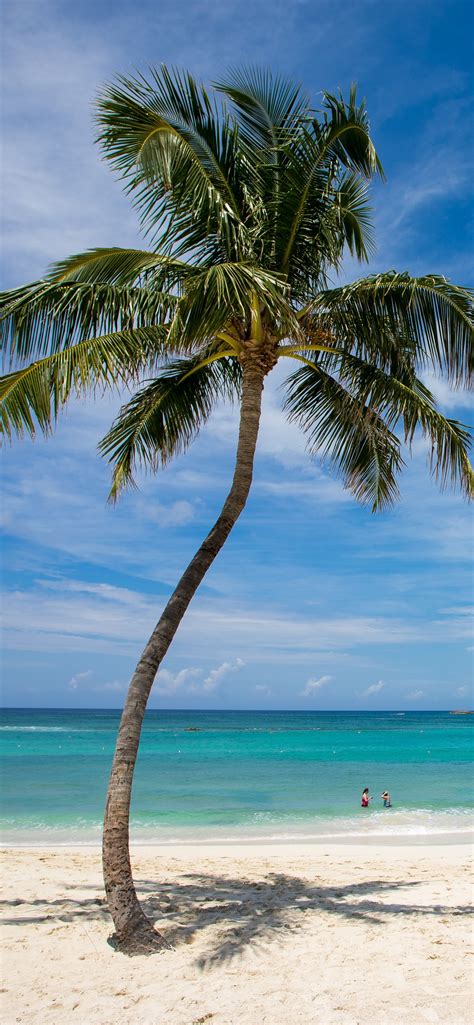 Palmeira Solitária Praia Mar Céu Tropical Azul 1242x2688 Iphone 11