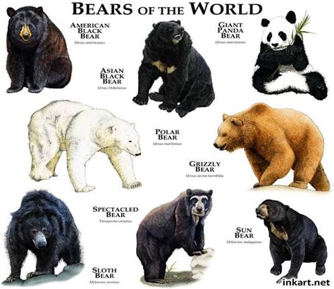 Pin By Ervin Quizon On Art Of Roger Hall Bear Species Animals Wild