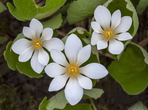 Azirskin White Spring Flowers Ontario How To Grow Trilliums