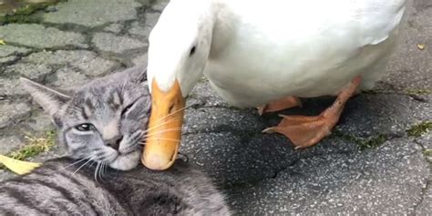 Duck Provokes Her Cat Bff All Day Long Videos The Dodo