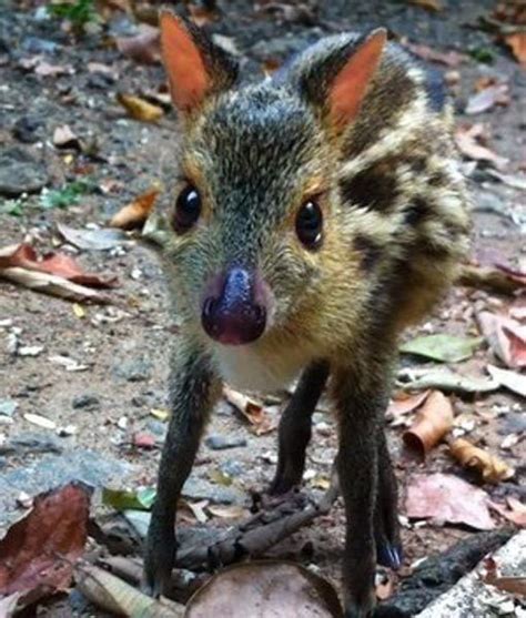 They are shy and secretive forest dwelling relative of the deer and are rarely seen. 13 Adorable Rare Baby Animals You've Never Seen Before! | Cute animals, Baby animals, Mouse deer