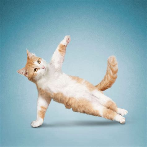 See Cats And Dogs Doing New Years Yoga Dog Doing Yoga Cat Yoga
