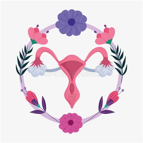 Sistema Reproductivo Humano Femenino Rganos Sexuales Internos De La Mujer Ilustraci N Del