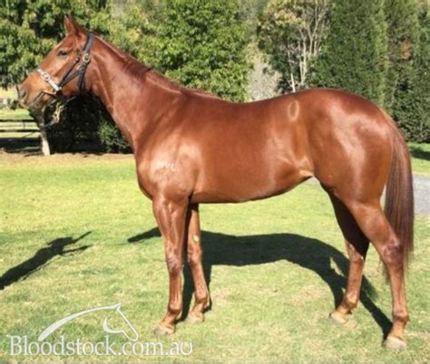 Bloodstock Listing Sold Bobs Extra 3yo Lightly Raced Syd
